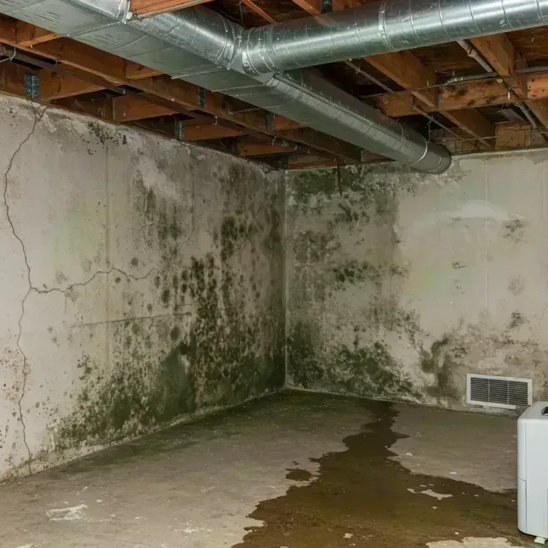 Professional Mold Removal in Kit Carson County, CO